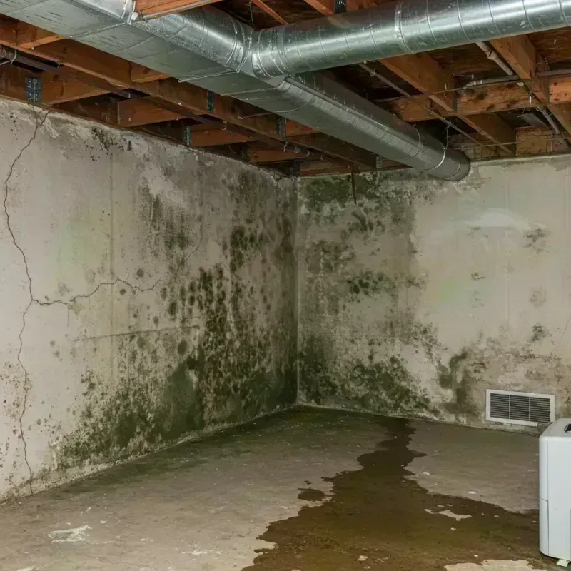 Professional Mold Removal in Virden, IL